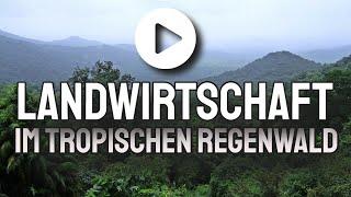 Landwirtschaft im tropischen Regenwald - Geographie und Erdkunde