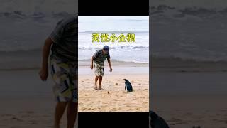 老人救助了一只小企鵝，它卻連續十幾年來看望救命恩人。 #animals #cute #pets #shorts