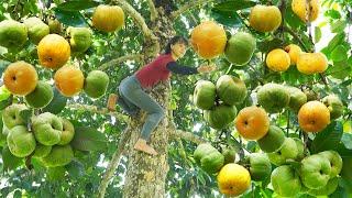 Harvesting Sour Fruit ( Garcinia Cowa ) Goes to the market sell - Grow eggplant