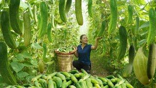 Harvest A Lot of Cucumbers and Sold Out in Ten Minutes. 2 Years Living in Forest