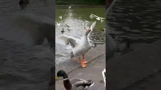 Angry Goose Attack! #shorts