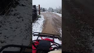 ATV riding pug