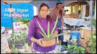 Very cheap priced Indoor Plants Available In This Stall At Galiff Street Plant Market!