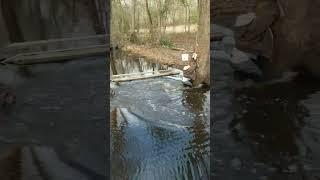 Huck Rope Swing #redneck #goodtimes  #outdoors #adventure #woods #creek #funny