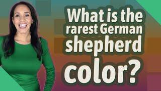 What is the rarest German shepherd color?