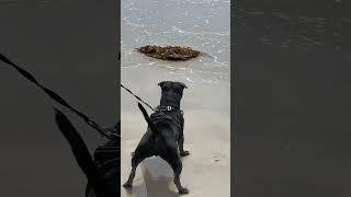 STAFFY VS SEAWEED