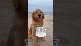 The World needs more Dogs like Hudson!