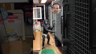 Эту Шимпанзе Не Поймать! Боня Запашная Снова Шкодит