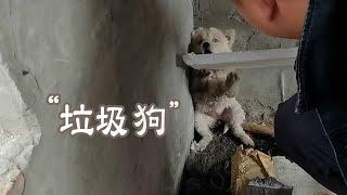 救了一条价值不菲的宝贝“垃圾狗”！