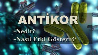 Antikor (İmmünglobulin) Nedir?