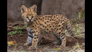 Cute Serval Kitten