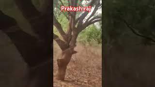 prakash raj kk comedy short video video ,️