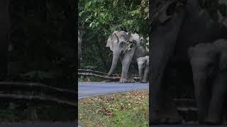 ญาติมา #elephant