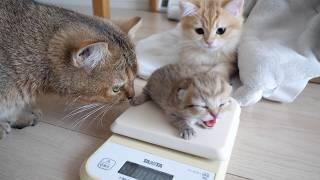 This is what happened to cats Charo and Poco when I weighed baby kittens for the first time...