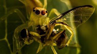 How to capture Spider | Macro lens