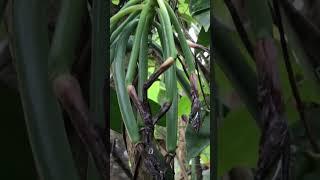 The MOST EXPENSIVE Spices!!! VANILLA vines, panili, Vanili. #vanilla #spice #agriculture #garden
