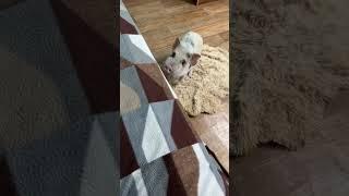 Попрыгунчик кабаний #minipig #minipigs #pig #pigs #animal #animals #wildanimals #pets #pet #mypig