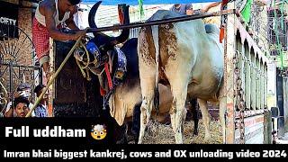 Imran bhai biggest kankrej and biggest ox unloading video in Imdad Ali Lane 2024 @PETSDEEWANGI