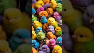 Cutest baby chicks  - beautiful chick sound #animals #birds #cute #babyanimals #shorts