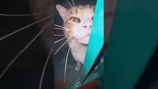 funny cat#cat#cats#catlover #catshorts #funnycats#youtubeshorts #funnyvideo #music#moneycat