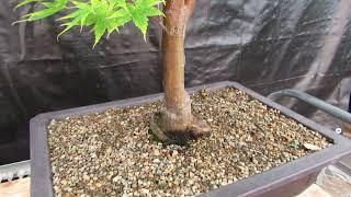 42 Year Old Coral Bark Japanese Maple Specimen Bonsai Tree