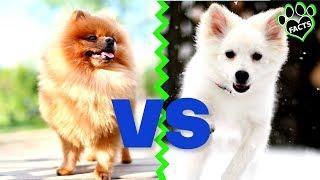 Pomeranian vs American Eskimo Dog: Which Spitz is Best? Dog vs Dog