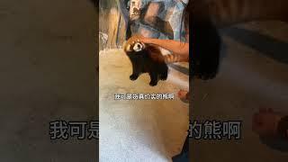 小熊猫：你们真不拿熊猫当熊啊？ #小熊猫 #萌宠出道计划 #动物 #可爱 #萌化了