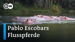 Die Flusspferde des kolumbianischen Drogenbosses Pablo Escobar | Global Ideas