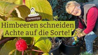 Wie und wann Himbeeren schneiden? Auf diese Unterschiede solltest du achten!