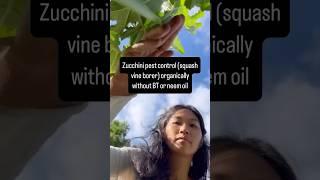 Zucchini pest control (squash vine borer) organically without BT or neem oil
