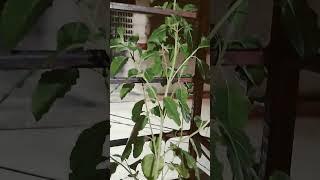 Ghar ki Bahu Ho beti Ho Tulsi mein jal chadhate hai #Ja Tulsi Maiya 