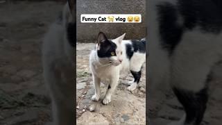 የድመት vlog  | Funny Cat | #funnycats #catvlog | Vodeo credit - Feysel Amin Tiktok