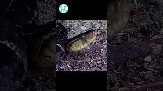 Spiders are Hunting Snakes for Dinner and It's Mind Blowing!