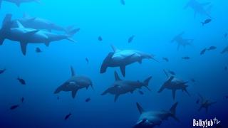 Red Sea Sharks - Daedalus Reef