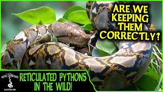 RETICULATED PYTHONS IN THE WILD! (are we keeping them correctly?) - Adventures in THAILAND (2020)