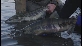 EPIC Fall Salmon Fishing! | COHO & CHUM Salmon TECHNIQUES! | UNDERWATER BITES! | Bonus DOLLY VARDEN!