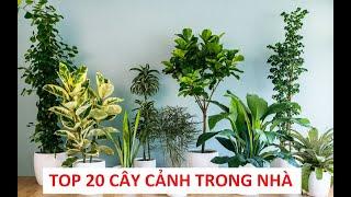 TOP 20 LOẠI CÂY CẢNH TRONG NHÀ ĐẸP, TỐT CHO SỨC KHỎE