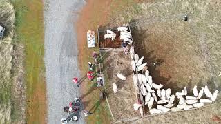 Working Sheep in a "Bud Box'