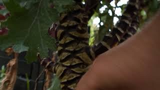 Jennys Food Forest ! Saanich , Vancouver Island ,B C  Canada