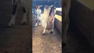 How cows are milked in big dairy farms?