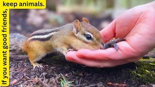 Squirrels eating habits and movement every day