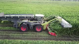 Dun Agro | Vezel Hennep Oogst | CLAAS XERION 4000