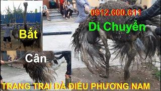 Cách Bắt Di Chuyển Và Cân Đà Điểu, PHUONG NAM TV, Trang Trại Đà Điểu Phương Nam