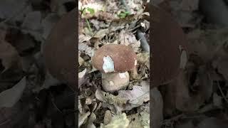 Тут нікого не було #глухийліс #тихеполювання #знахідка