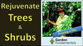 Rejuvenation Pruning (renewal)  More blooms on overgrown shrubs