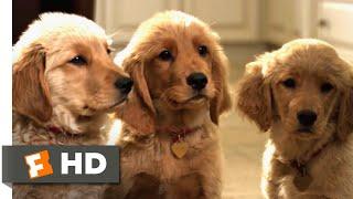 Golden Winter (2012) - A Puppy Christmas Scene (10/10) | Movieclips