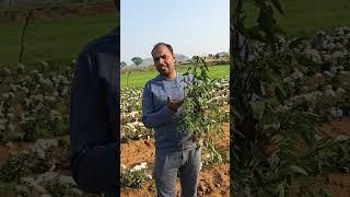#bndclasses #agriculture #agro #agricultura #agronomy #weed#weedicides #kharpatwar #chelwa #animal