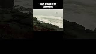 海边监控拍下的神秘生物