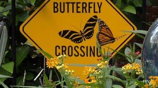 Butterfly Crossing 2 FYV