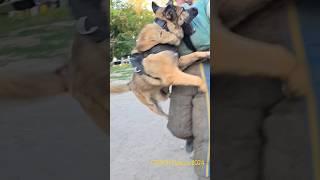 Hamann's double attack. #STRAZHODESSA  Dog training GUARD.  Odessa 2024.